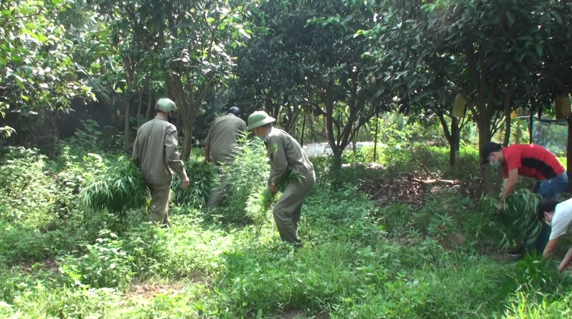 Ngăn chặn tình trạng trồng cây có chứa chất ma túy